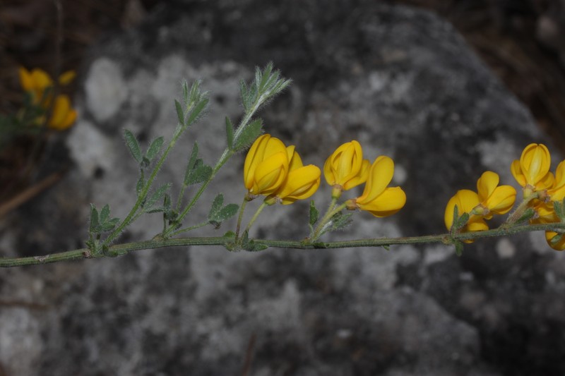 Cytisus ardoinoi subsp. ardoinoi photo 3