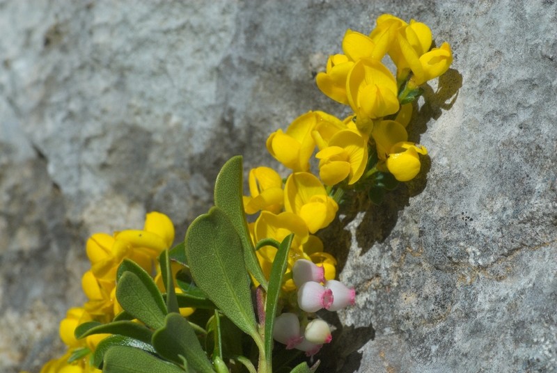 Cytisus ardoinoi subsp. ardoinoi photo 4