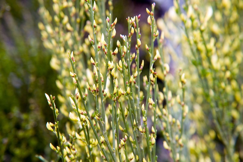 Broom photo 3