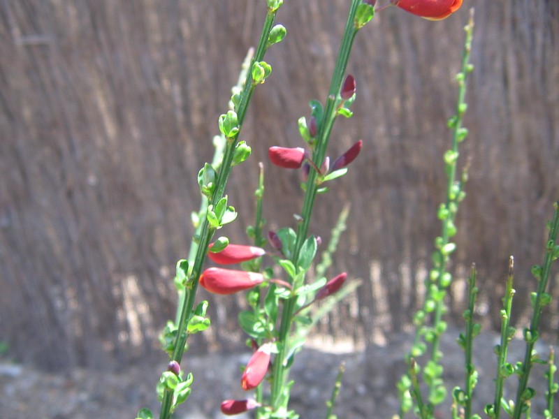 Broom photo 4