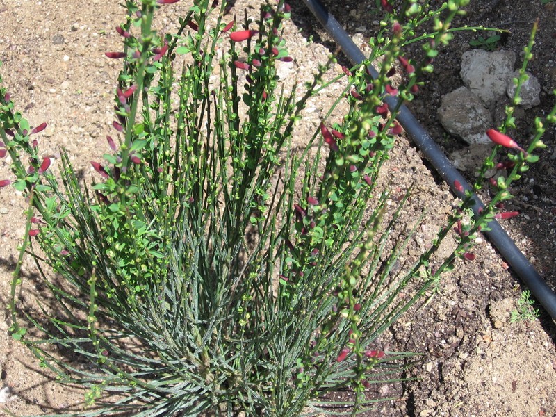 Broom photo 5