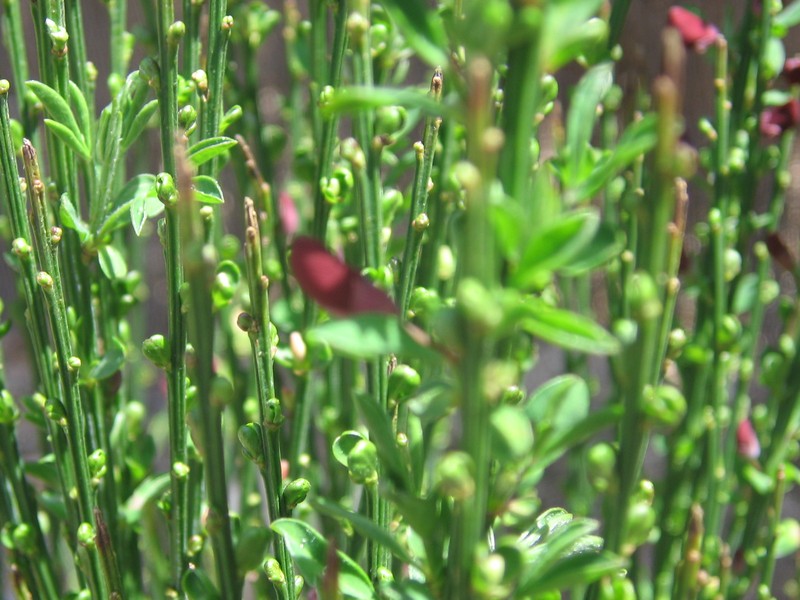 Broom photo 6
