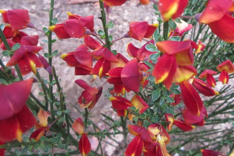 Broom photo 2