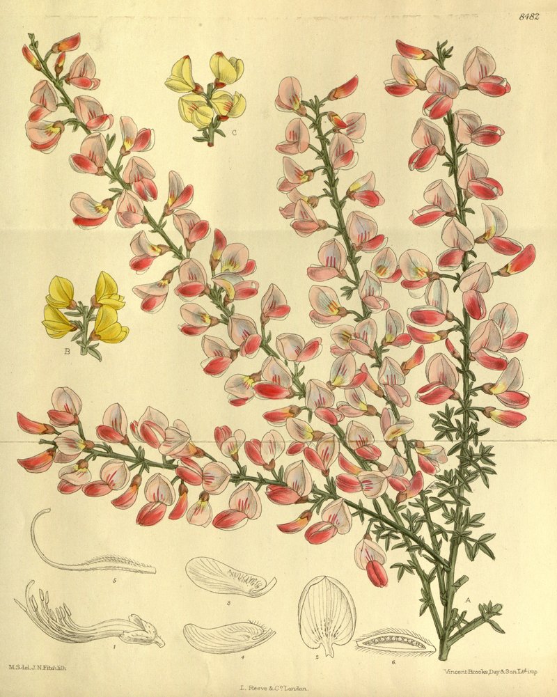 Broom photo 7