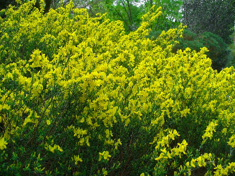 Cytisus decumbens