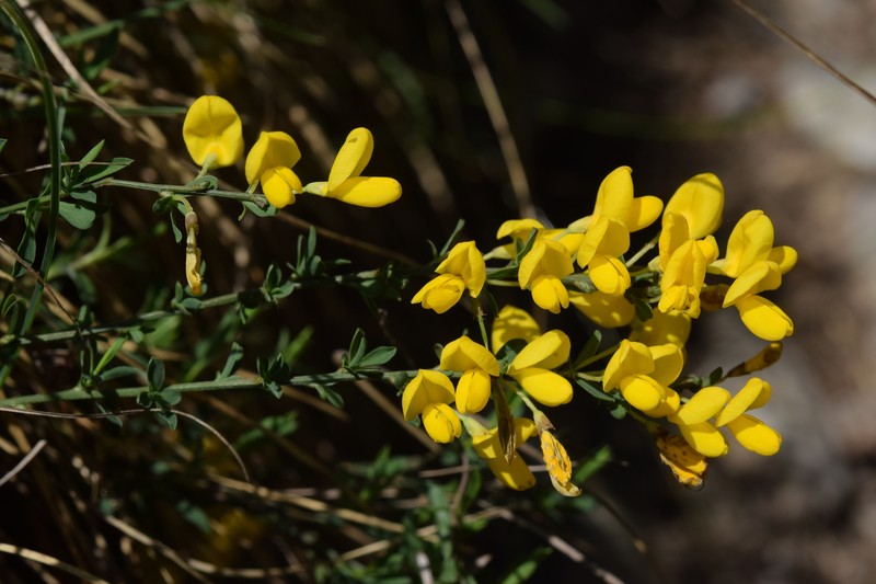 Cytisus decumbens subsp. pindicola