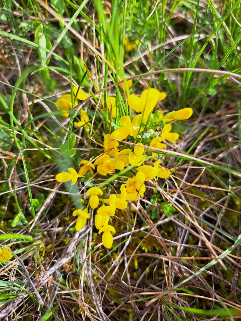 Cytisus decumbens subsp. pindicola photo 2