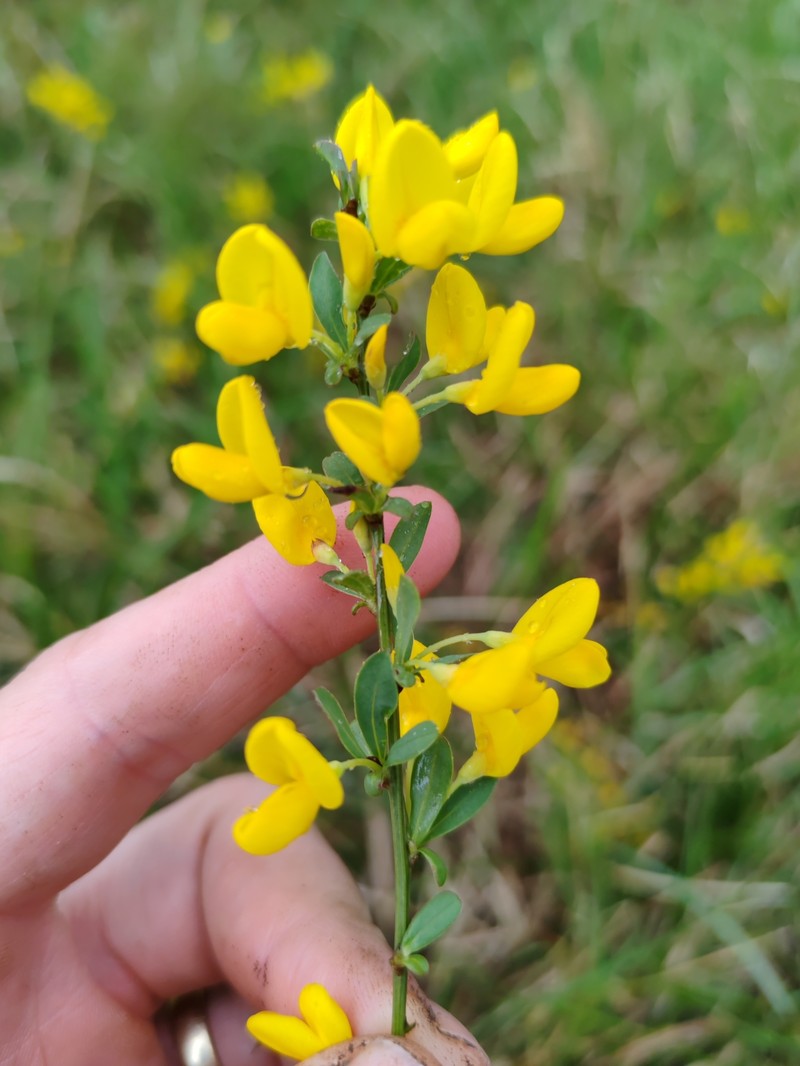 Cytisus decumbens subsp. pindicola photo 3