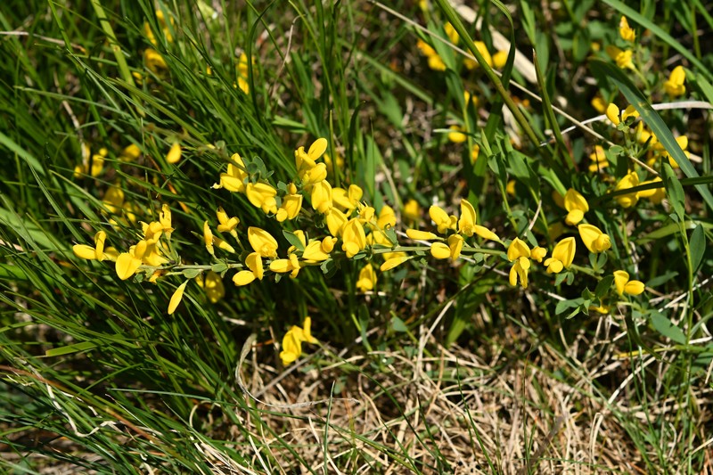 Cytisus decumbens subsp. pindicola photo 4