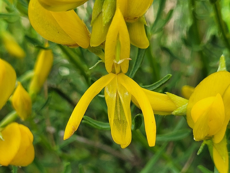Cytisus fontanesii subsp. fontanesii