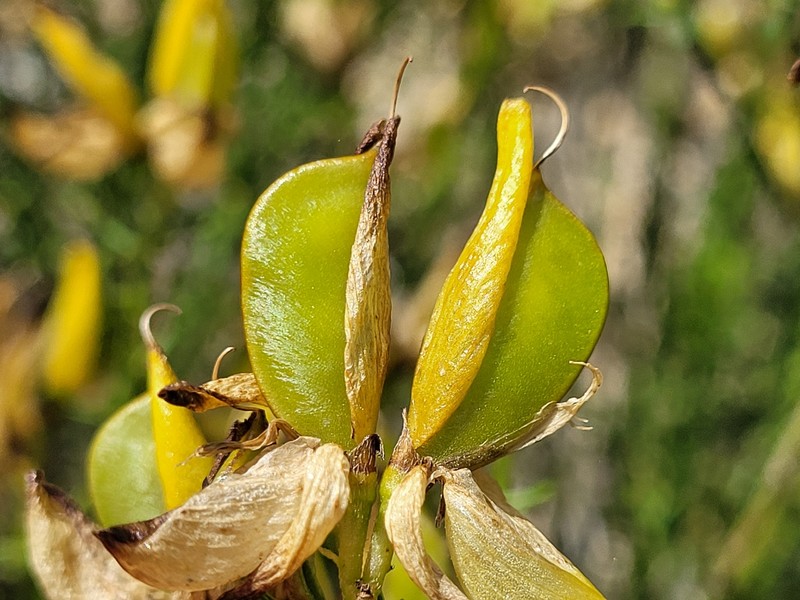 Cytisus fontanesii subsp. fontanesii photo 2