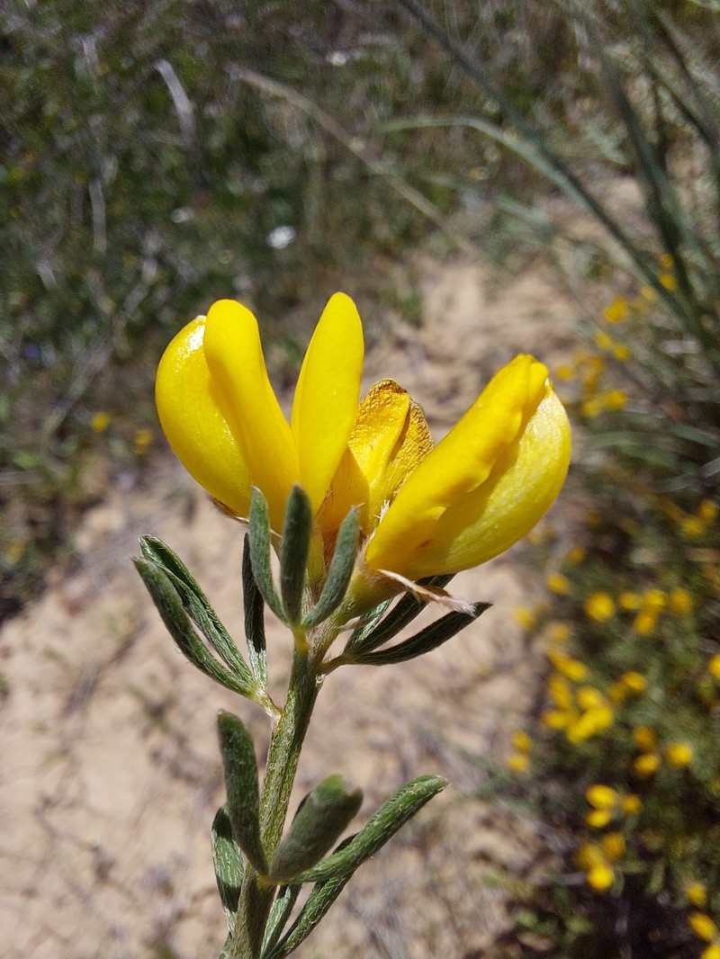 Cytisus fontanesii subsp. fontanesii photo 3