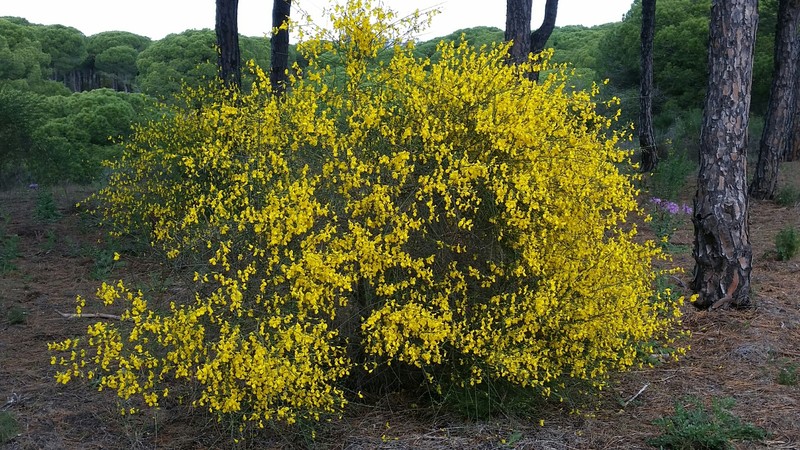 Cytisus grandiflorus subsp. grandiflorus