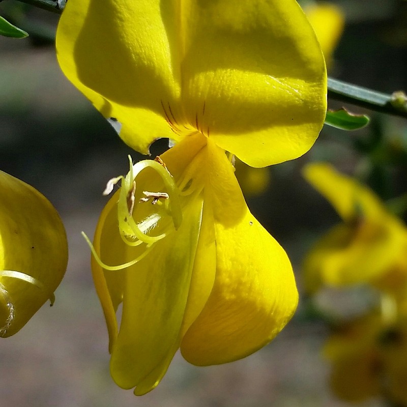 Cytisus grandiflorus subsp. grandiflorus photo 2