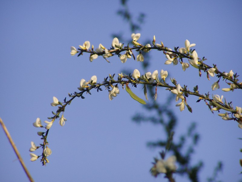 White Spanishbroom