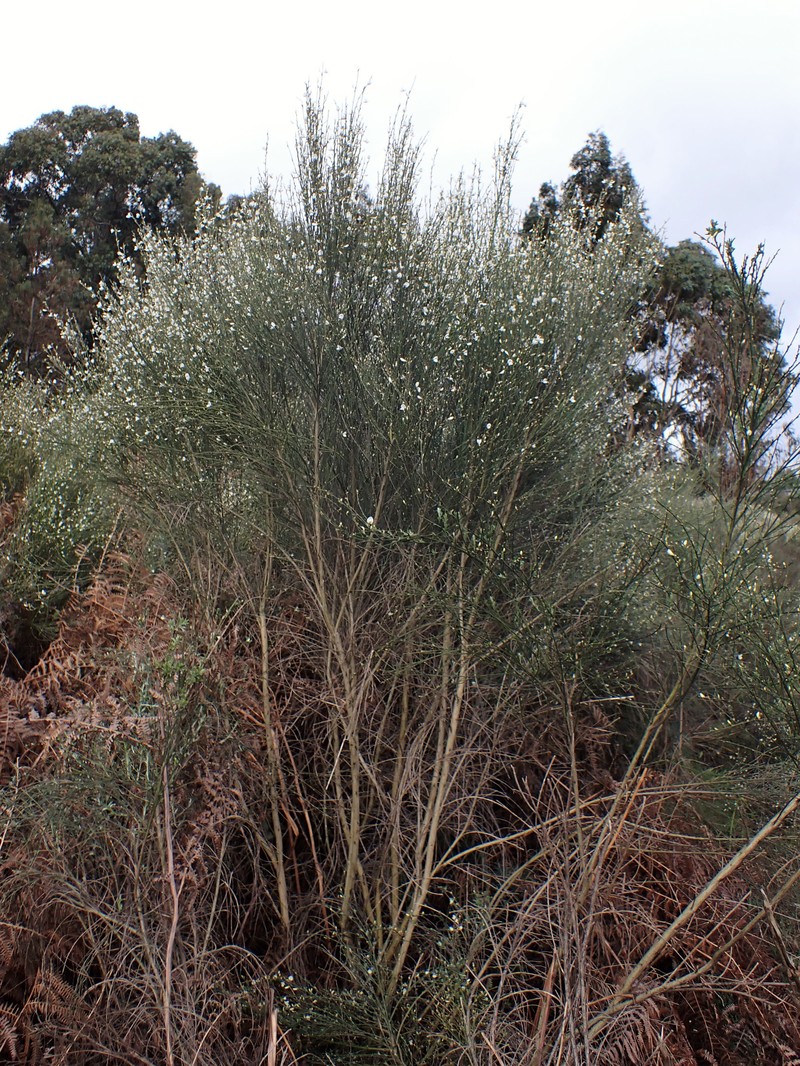 White Spanishbroom photo 2