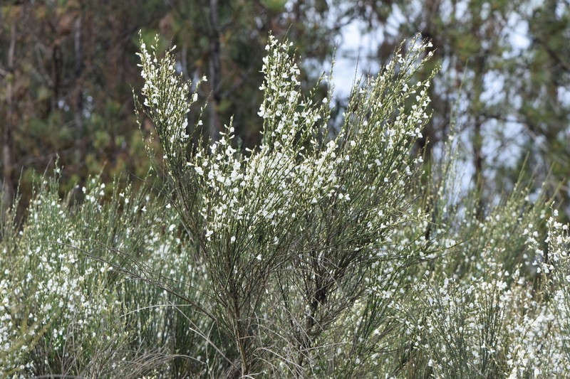 White Spanishbroom photo 3