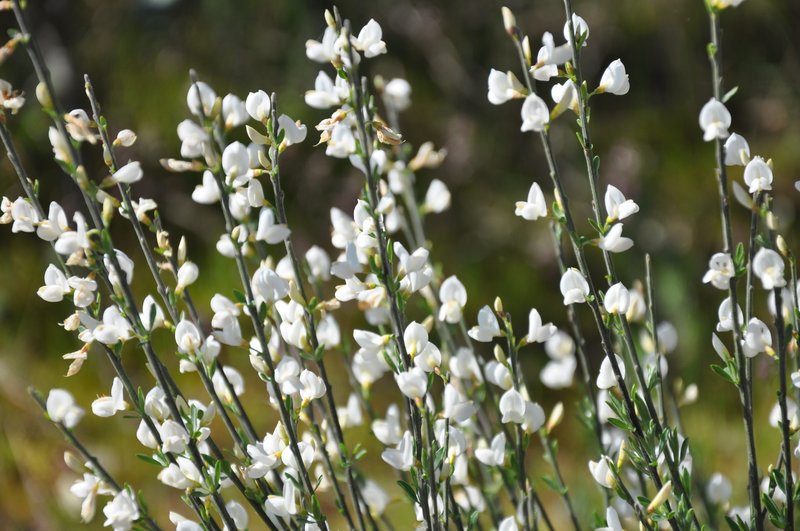 White Spanishbroom photo 5