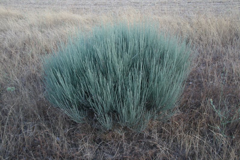 White Spanishbroom photo 7