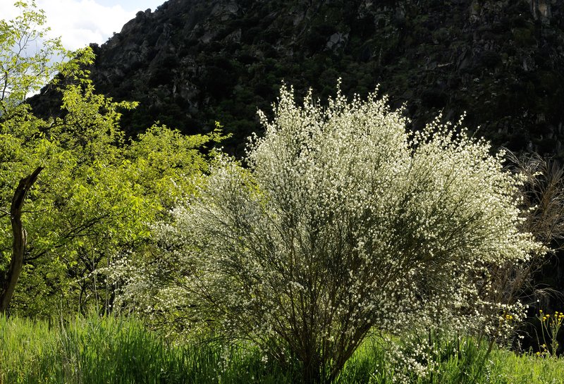 White Spanishbroom photo 8
