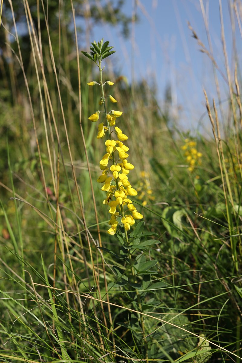 Cytisus nigricans