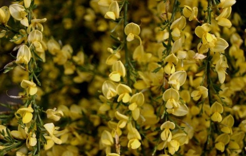 Warminster Broom photo 5