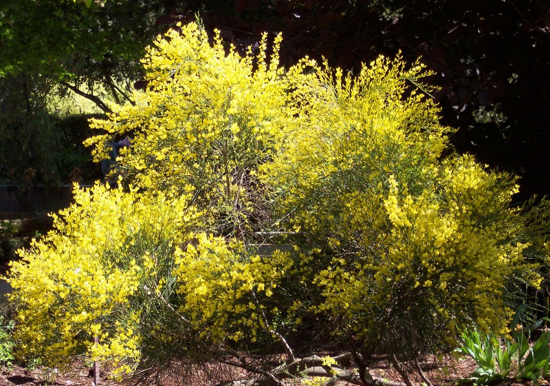 Warminster Broom photo 6
