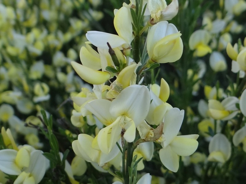 Warminster Broom photo 2
