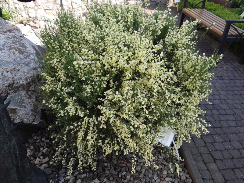 Warminster Broom photo 3
