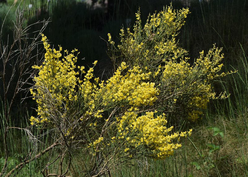 Warminster Broom photo 7