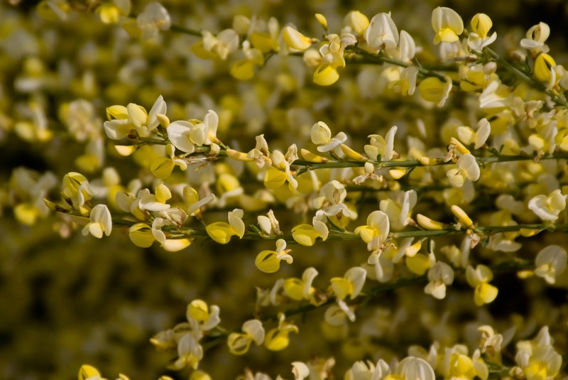 Warminster Broom photo 8
