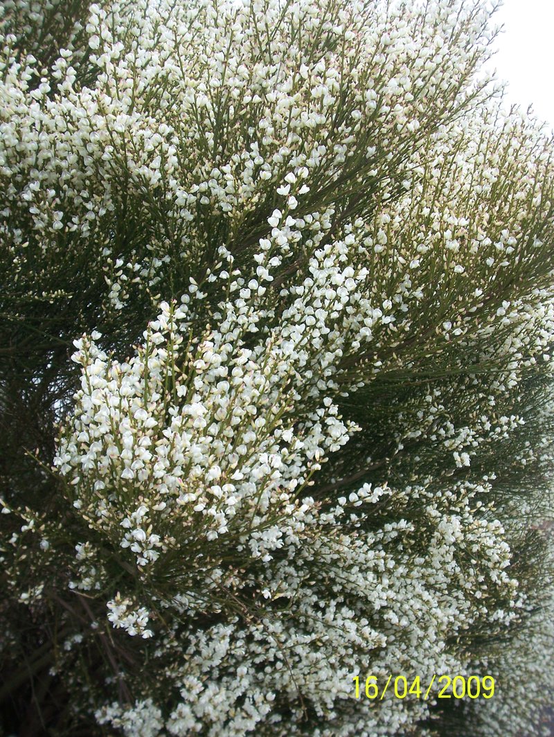 Warminster Broom photo 9