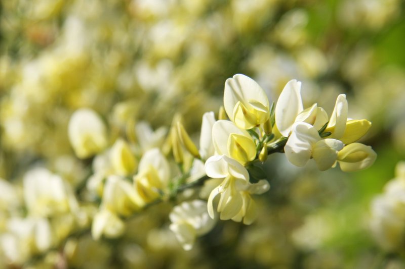 Warminster Broom