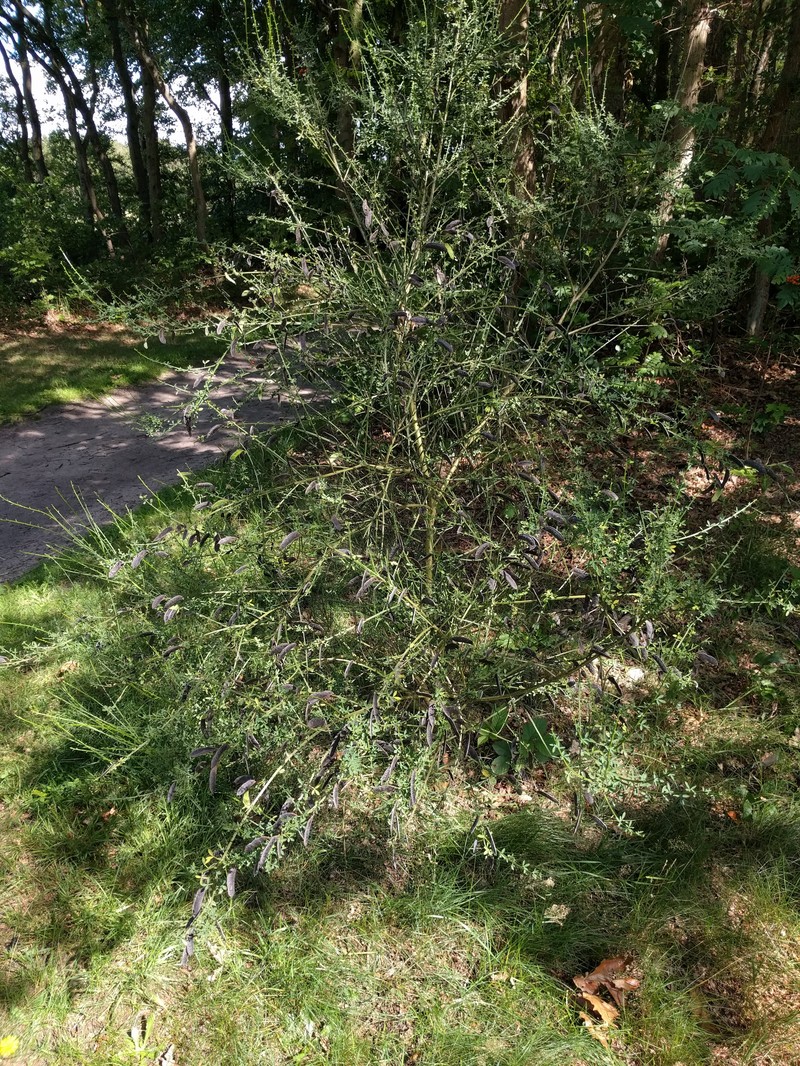 Scotch Broom photo 5