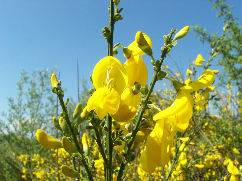 Scotch Broom photo 2