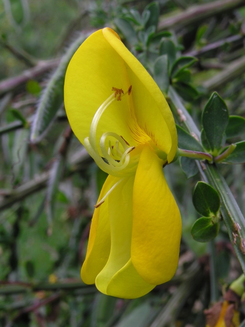 Scotch Broom photo 3