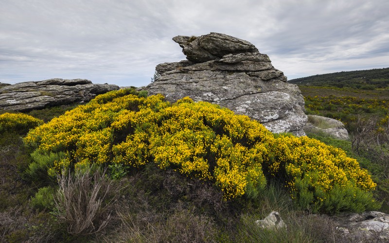 Scotch Broom photo 4