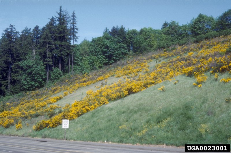 Scotch Broom photo 6