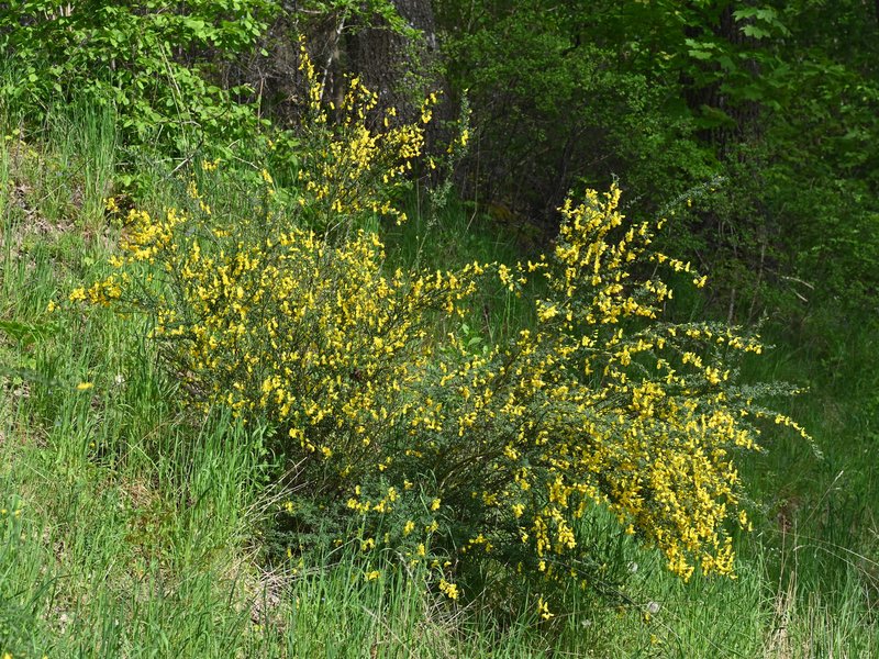 Scotch Broom photo 7