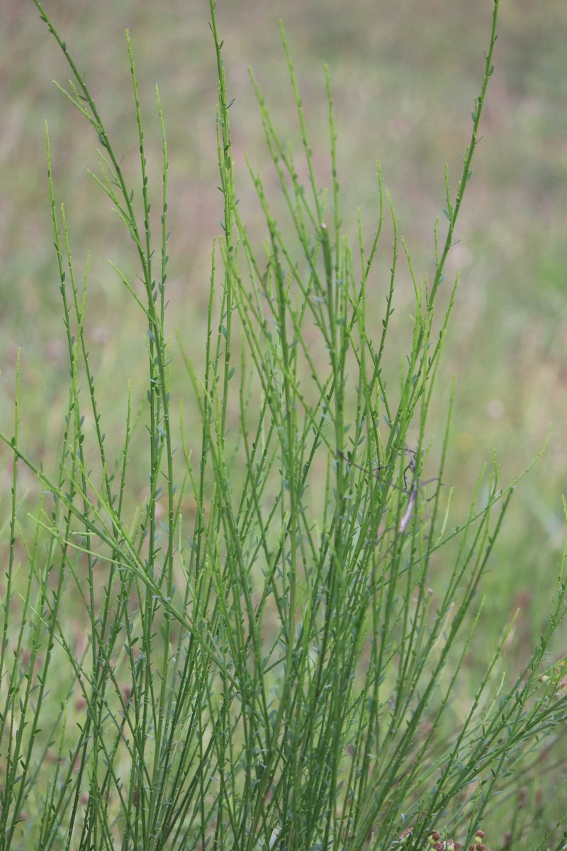 Scotch Broom photo 8