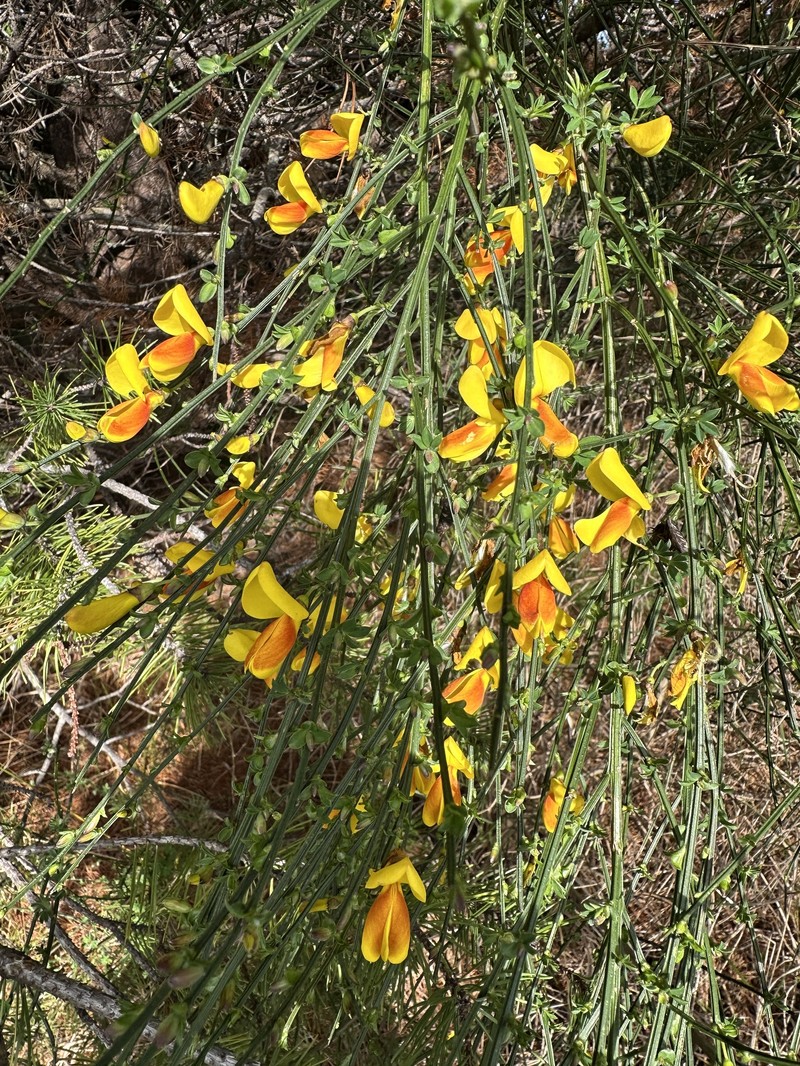 Cytisus scoparius subsp. scoparius