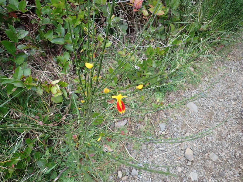 Cytisus scoparius subsp. scoparius photo 2