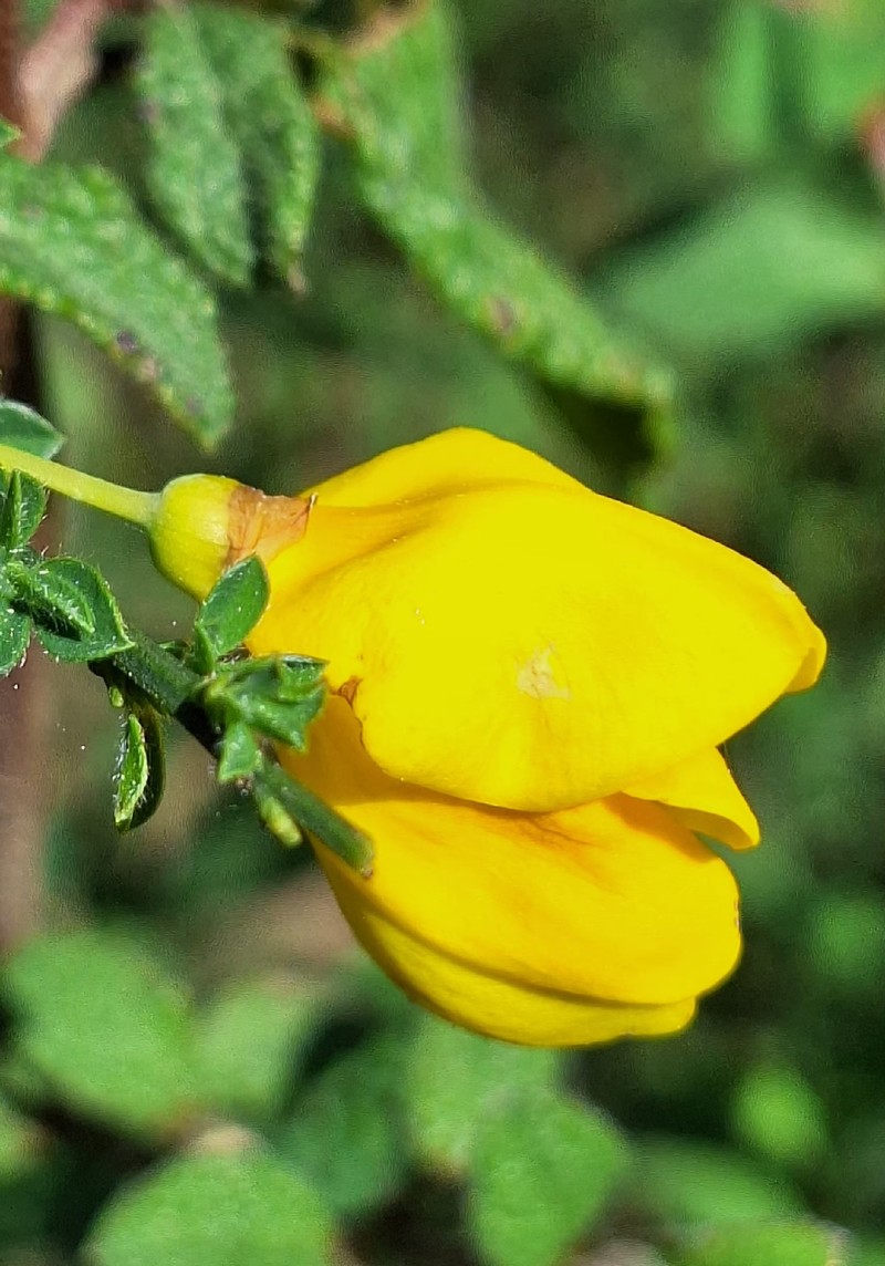 Cytisus scoparius subsp. scoparius photo 3