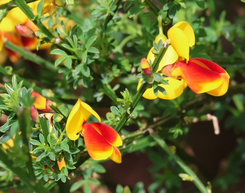 Cytisus scoparius subsp. scoparius photo 4