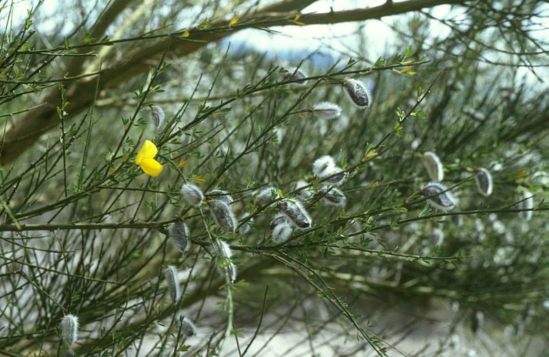 Striated Broom