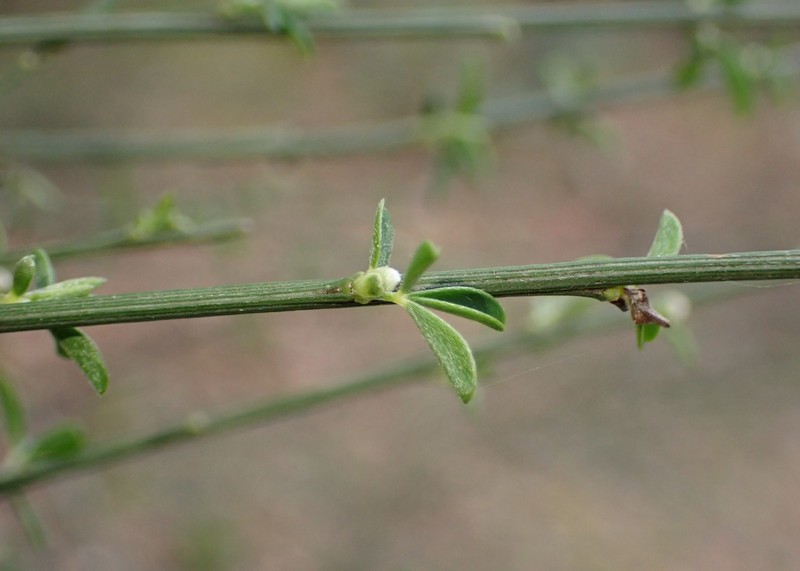 Striated Broom photo 3