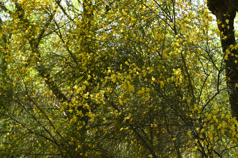 Striated Broom photo 4