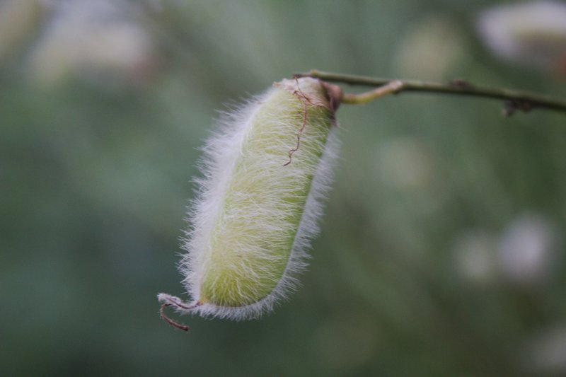 Striated Broom photo 5