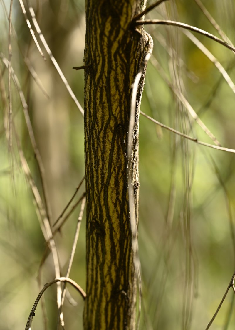 Striated Broom photo 6