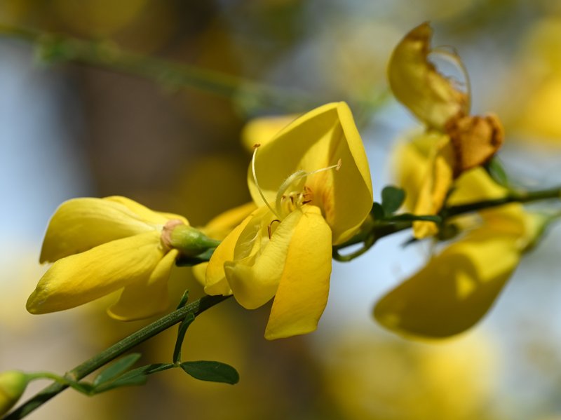 Striated Broom photo 7